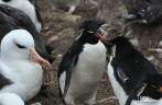 Pinguins rockhopper em meio à colônia de albatrozes em Steeple Jason, no noroeste das Ilhas Malvinas